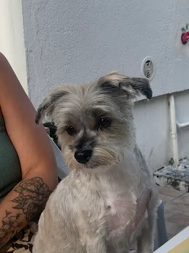 Beauty Chien