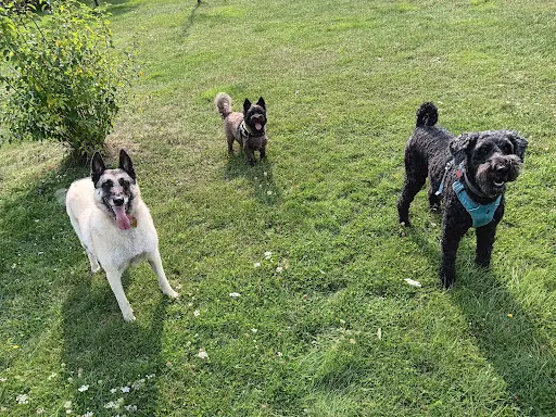 Pension Canine Sarthe Pearl Family & Co