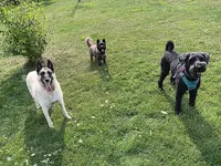Pension Canine Sarthe Pearl Family & Co