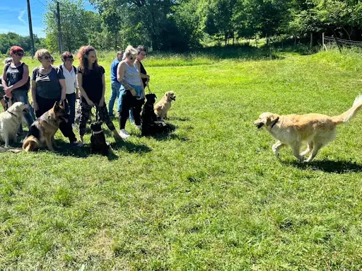 Un Chien Idéal : Éducateur Canin