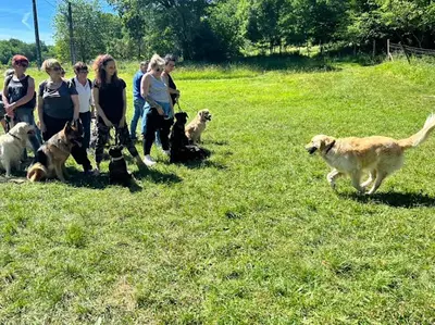 Un Chien Idéal : Éducateur Canin