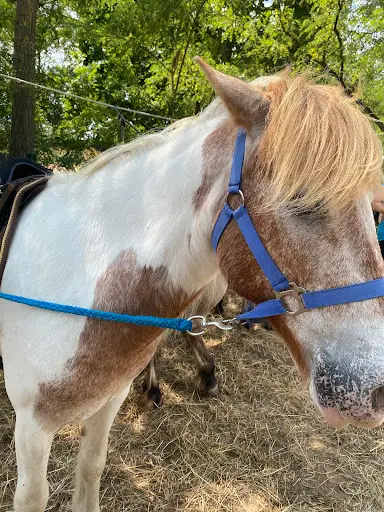 Pension et Poney-club de l'Etoile