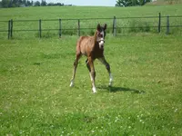 Elevage de Bonnaire