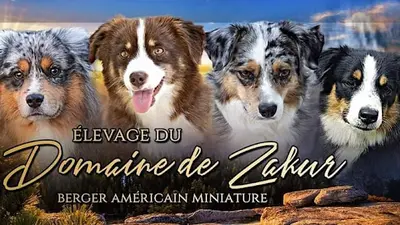 Élevage Berger Américain Miniature Domaine de Zakur