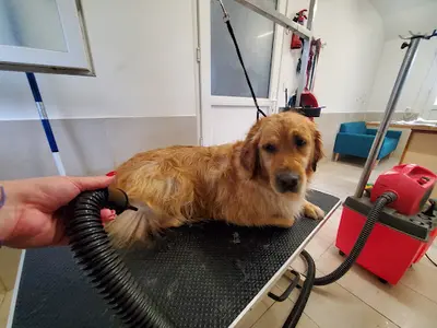 Zakur Toilettage Canin et Félin