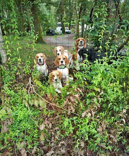 Pension Canine des Bois de Saint Ge