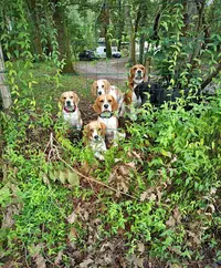 Pension Canine des Bois de Saint Ge