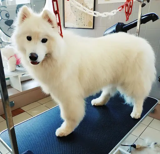Le Repaire des Chiens