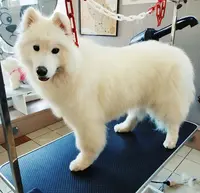 Le Repaire des Chiens