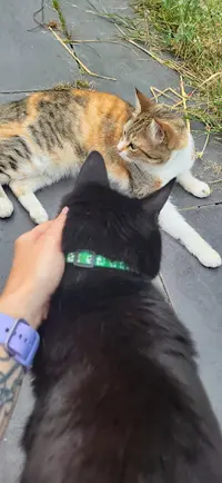 Dans Ton Regard Comportementaliste Animalier Éducateur Canin