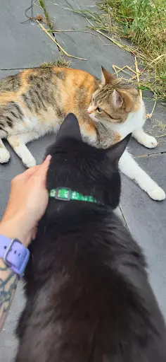 Dans Ton Regard Comportementaliste Animalier Éducateur Canin