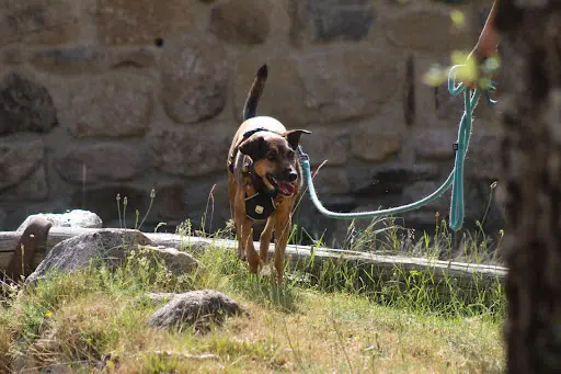 Les Chiens de Prairie - Education Canine Éthique et Bienveillante