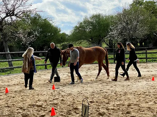 Les Chevaux de la Martinière - Equicoaching