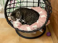 Pension Pour Chats et Chiens