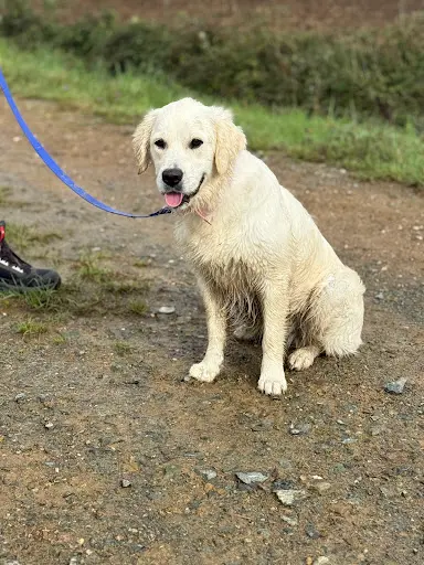 l'Académie des Chiens - Vendée - Éducateur Canin