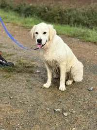 l'Académie des Chiens - Vendée - Éducateur Canin