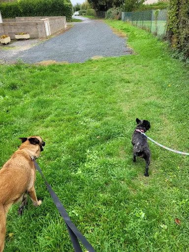 Pet Assist 18