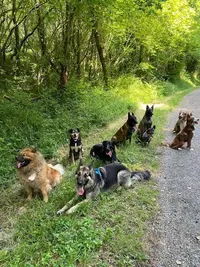 Éducateur Comportementaliste Canin À Saint-germain-du-puch - Camille Bruand