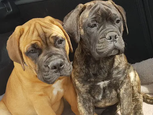 Domaine des Bullmastiffs Charentais