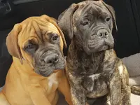 Domaine des Bullmastiffs Charentais