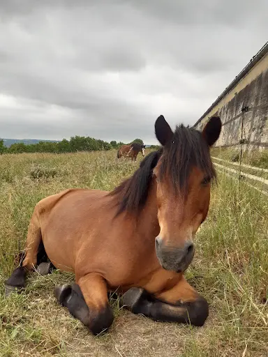 Epona Club Nature Saint-germain-en-laye