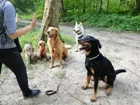 Happy Dogs And You