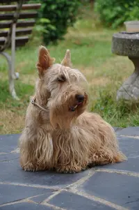 Les Chiens de Caroline