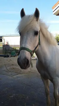 Poney-club Saint Germain Fourqueux