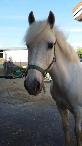 Poney-club Saint Germain Fourqueux