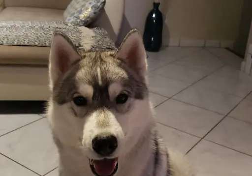 Éleveur Husky Siberian et Akita Américain : Élevage Of Cold Winter Nights