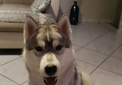 Éleveur Husky Siberian et Akita Américain : Élevage Of Cold Winter Nights