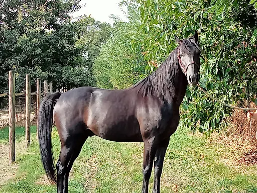 Bodinier Peggy