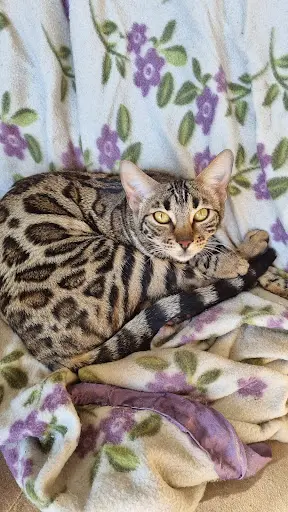 Bengal S Paname