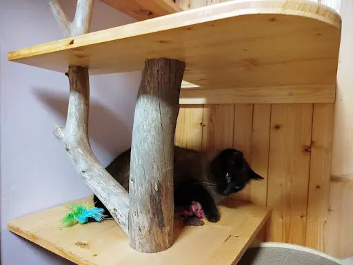 Pension Féline aux Chats Mignons