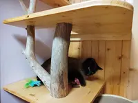 Pension Féline aux Chats Mignons