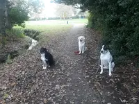 Didier Education Canine Saint Gilles