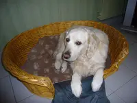 Relook Canin