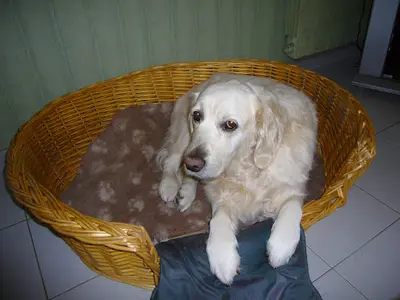 Relook Canin