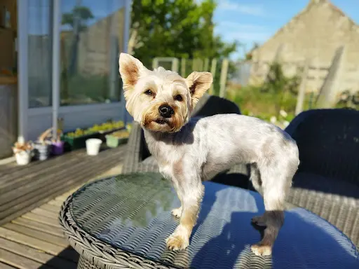 Brushing Dog S