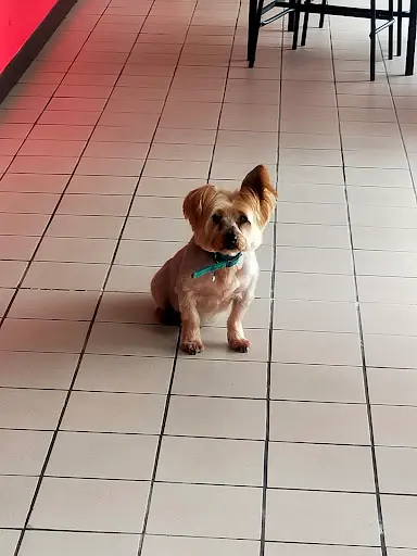 Fashion Dog