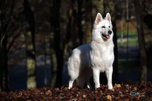 Bleizi Asgard - Elevage de Berger Blanc Suisse