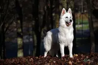 Bleizi Asgard - Elevage de Berger Blanc Suisse