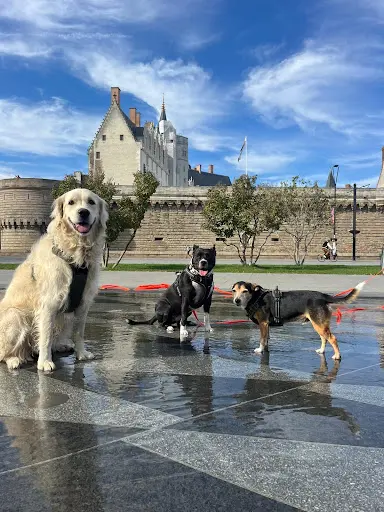 C.dogpassion