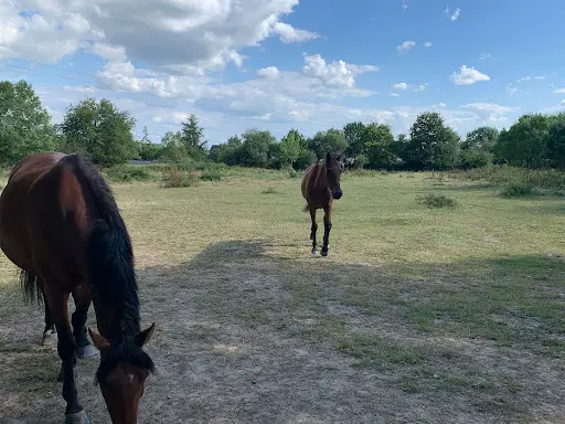 Cheval Détente