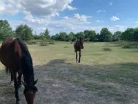 Cheval Détente