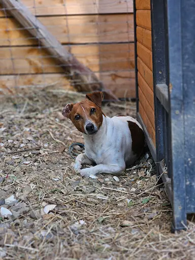 Dog-mom Marie, Garderie et Pension Canines
