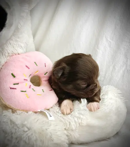 Élevage des Minis Love