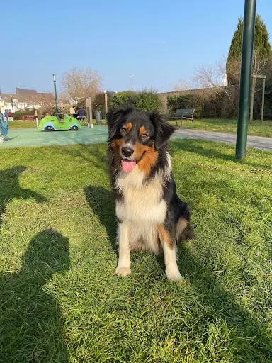 Respectdogs Saint-herblain