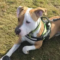 l'Hayden Comportementaliste Canin
