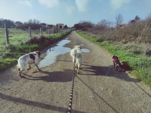 Happy Dogs
